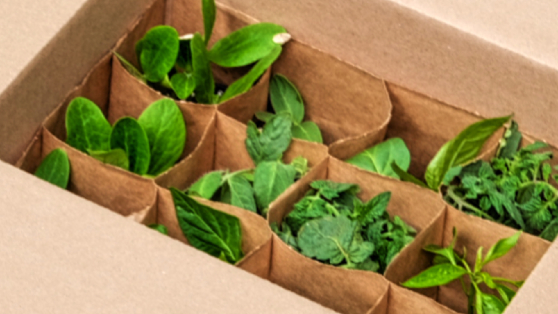 Plant packaging